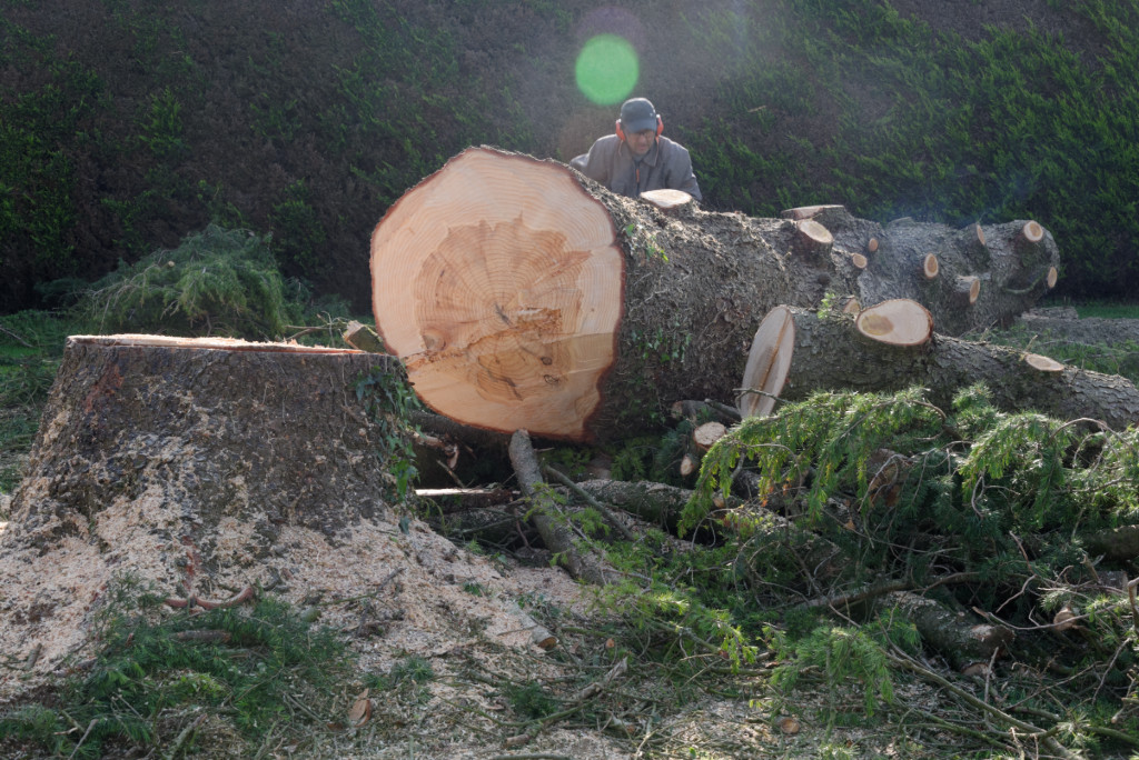 travaux d'élagage et d'abattage d'arbres_Le Clere Elven